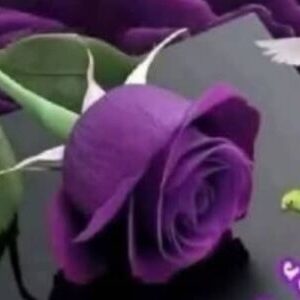 cropped img 20260815 wa0031.jpg