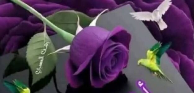 بدون اسم